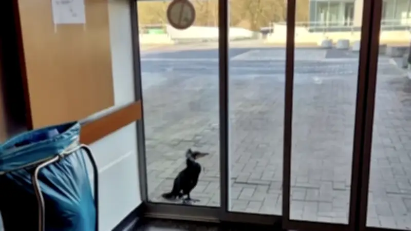 Un cormoran blessé frappe aux urgences allemandes pour se faire retirer un hameçon