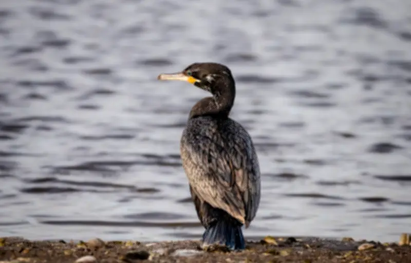 Un cormoran blessé se présente aux urgences d'un hôpital allemand