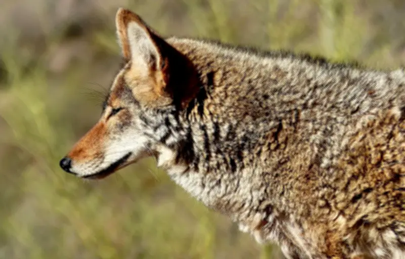 Un enfant de 3 ans poursuivi par un coyote dans son jardin en Californie
