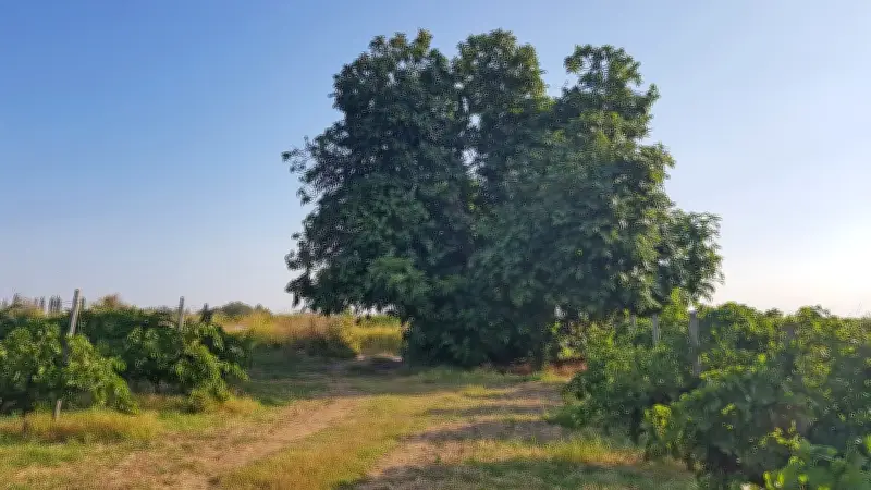 Un figuier remarquable de Sérignan célèbre la Libération et la mémoire collective