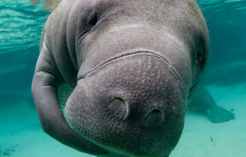 Un lamantin géant découvert dans un égout de Floride, sauvé par une équipe de secours