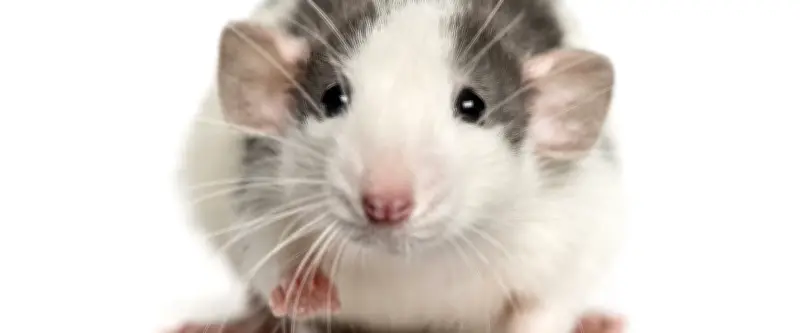 Un "minifoie" en 3D développé par l'Inrae pour réduire les tests sur les animaux