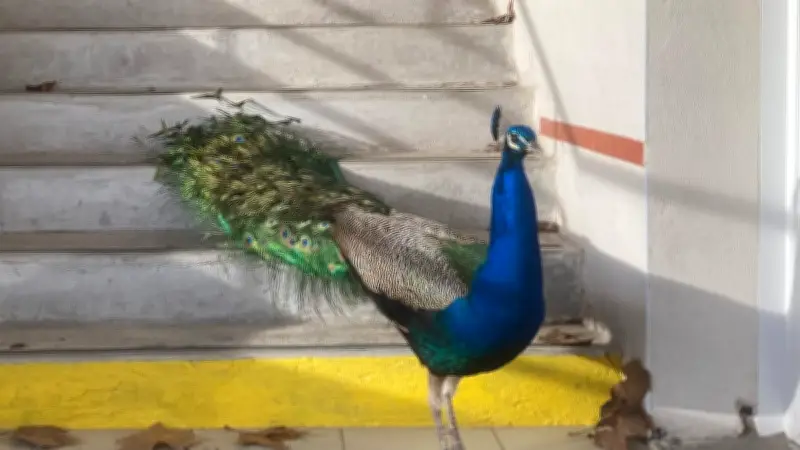 Un paon fait une apparition inattendue dans la cour d'une école de Murviel-lès-Montpellier