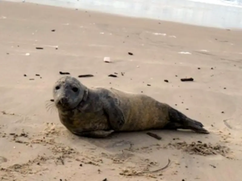 Un phoque s'échoue sur la plage de Carcans lors des grandes marées