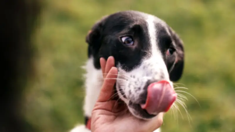 Un simple léchage de chien plonge une femme dans le coma et mène à une quadruple amputation