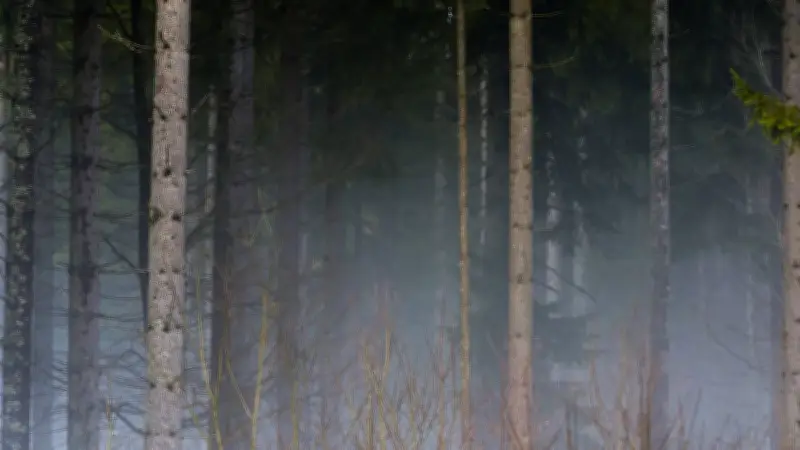 Une adolescente de 14 ans retrouvée en forêt grâce aux klaxons des secours