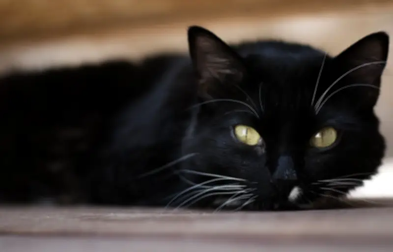 Une chatte retrouvée après 12 ans grâce à une association en Seine-et-Marne