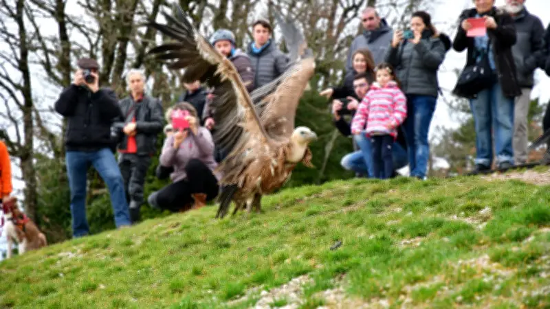 Une conférence dévoile le rôle écologique crucial des vautours des grands causses