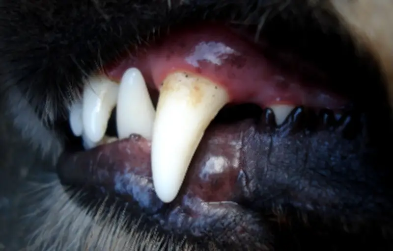 Une femme échappe à un enlèvement grâce à son chien à Polinyà del Xúquer