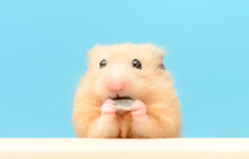 Une lumière UV-A pour éteindre la douleur : découverte majeure sur les rongeurs