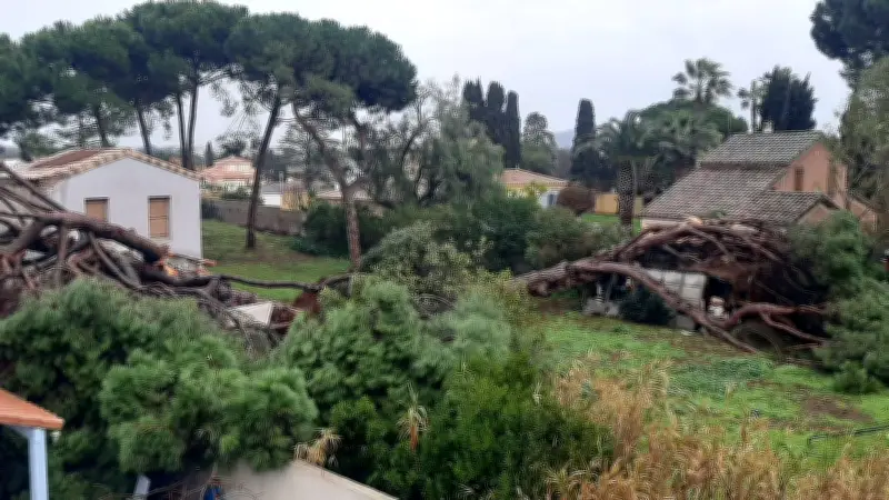 Vents violents à Agde : les arbres menacés par des rafales jusqu'à 140 km/h