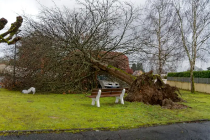 Vents violents à Mourenx et Pardies : les services techniques mobilisés pour dégager les routes