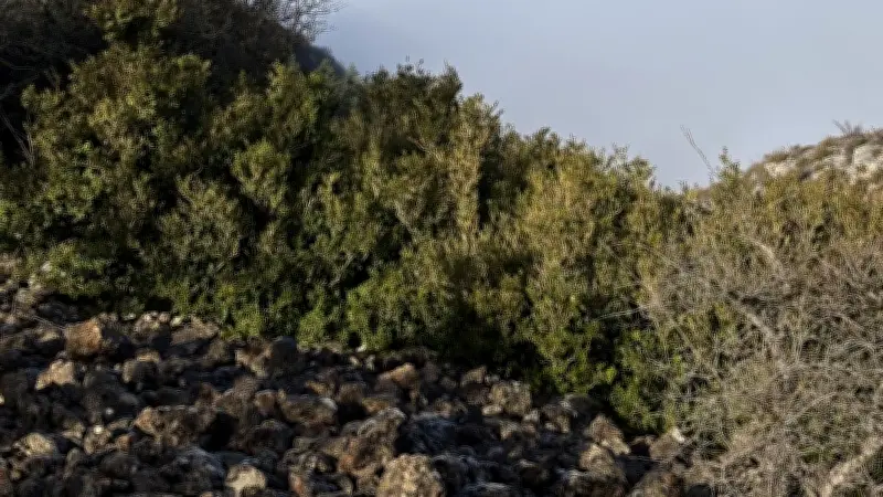 Viaduc de Millau : un spectacle féerique sous une mer de nuages ce dimanche