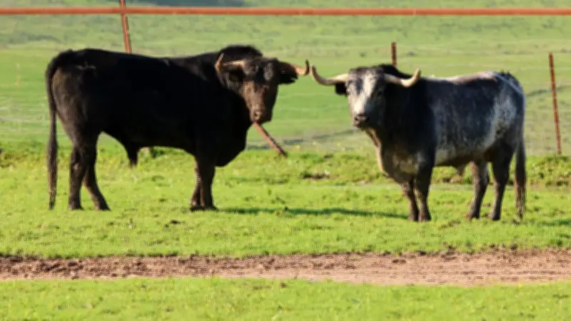 Vic-Fezensac révèle les cartels de sa Feria de Pentecôte 2026 avec le retour des Miura