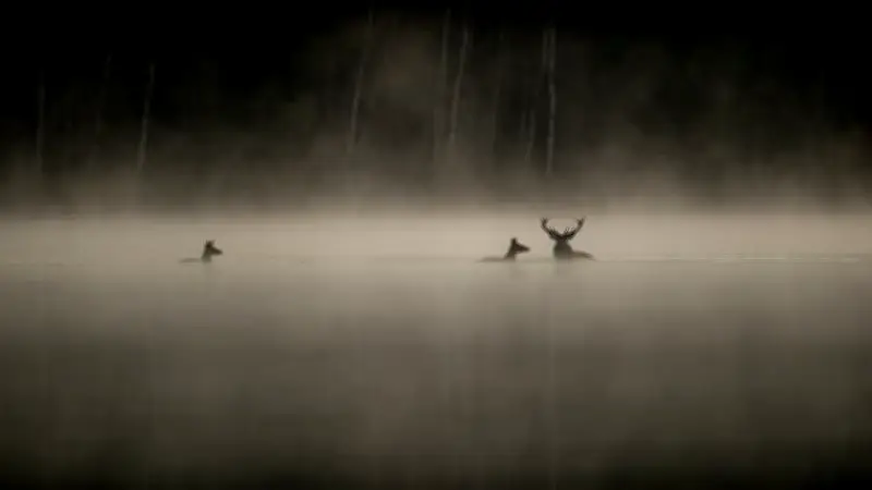 Vincent Munier surpris par le succès phénoménal de son documentaire 'Le Chant des forêts'