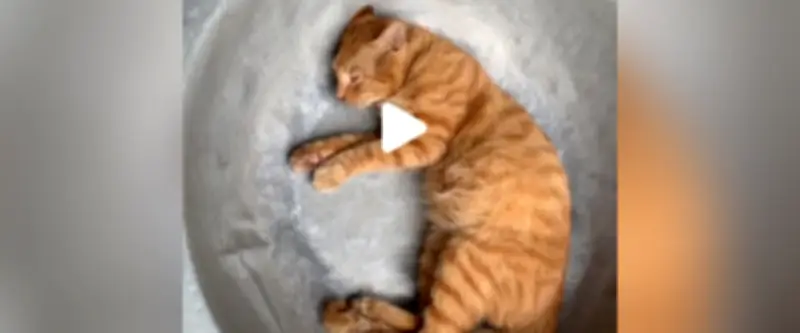 Yonne : deux individus jugés pour une vidéo TikTok simulant la consommation d'un chat