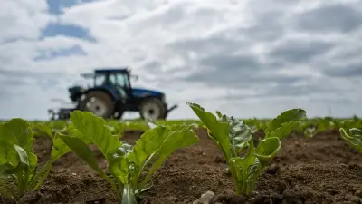 Betteraves sans pesticides : des agriculteurs bio prouvent que c'est possible malgré la loi Duplomb