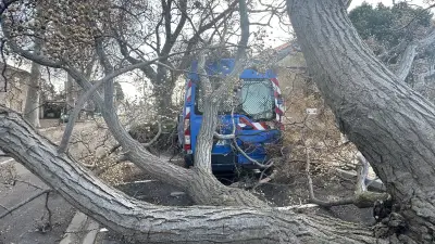 Béziers : une douzaine d'arbres déracinés par le vent, voitures endommagées