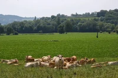 Changement climatique : jusqu'à 50% des pâturages pourraient devenir inviables d'ici 2100