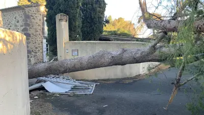 Intempéries à Agde : un arbre s'abat sur une propriété, arrache le portail et effraie les riverains
