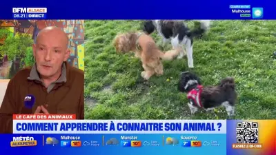 Le Café des Animaux : Conseils Essentiels pour Mieux Comprendre Votre Compagnon