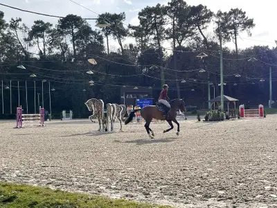 Le Royan Horse Club lance trois semaines de compétitions équestres prestigieuses
