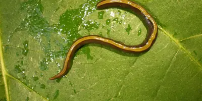 Les chats et chiens, vecteurs inattendus de la propagation des vers plats invasifs