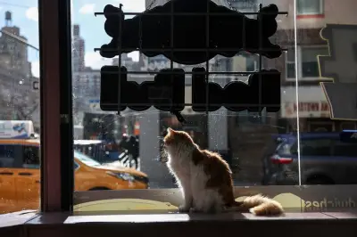 À New York, la légalisation des chats dans les épiceries suscite une vive polémique