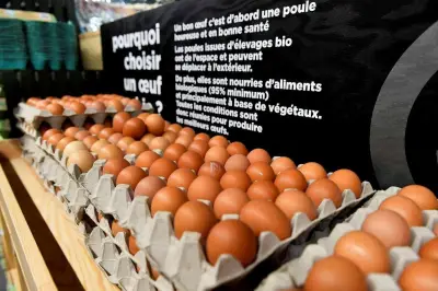 Record de consommation d'œufs en France : la filière accélère la construction de poulaillers