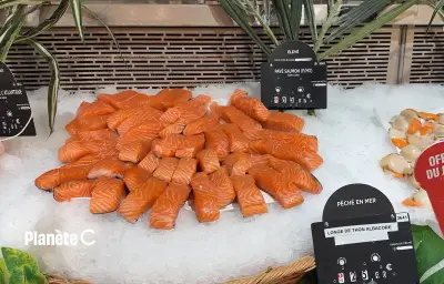 Saumon d'élevage : la surpêche cachée dans nos supermarchés