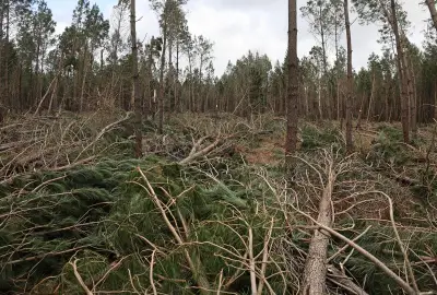 Tempête Nils : bilan lourd dans les Landes avec un mort, blessés et coupures massives