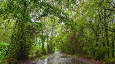 Tempête Nils : l'ONF appelle à reporter les balades en forêt face aux vents violents