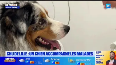 Un berger australien de 18 mois hospitalisé à Lille après une intoxication