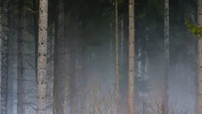 Une adolescente de 14 ans retrouvée en forêt grâce aux klaxons des secours