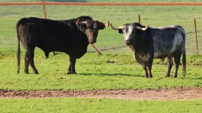 Vic-Fezensac révèle les cartels de sa Feria de Pentecôte 2026 avec le retour des Miura