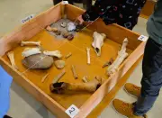 Atelier immersif sur la Préhistoire et la géologie de l'Estuaire par Paleo-Estuaire33