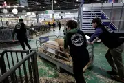 Au Salon de l'Agriculture, la vie nocturne des éleveurs et les échanges en coulisses