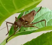 Castillon-Pujols lance son 2e concours photo pour valoriser la biodiversité locale