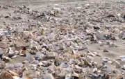 Charente-Maritime : des montagnes de coquillages envahissent les plages après les tempêtes