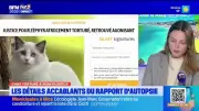Chat torturé à Montauroux : les détails glaçants de l'autopsie révélés