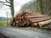 Coupes rases en Limousin : des balafres qui défigurent les paysages forestiers