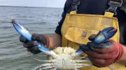 Crabe bleu en Occitanie : 30 000 captures en 2025, un plan de bataille pour stopper l'invasion