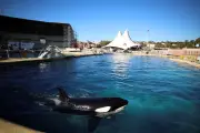 Dauphins et orques en captivité : un débat qui tourne en rond depuis dix ans