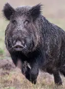 Découverte du sanglier et du Brevet grand gibier dans les Landes