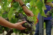 Documentaire Arte : Le vin bio face au défi du cuivre et de la recherche