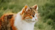 Elle démarre sa machine avec son chat endormi à l'intérieur : un cauchemar évité de justesse