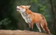 Février : le pic des vocalisations du renard roux révèle une stratégie reproductive millimétrée