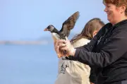 Hegalaldia sauve et relâche des macareux après les tempêtes sur le littoral basque