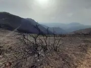 Incendie de Biriatou : deux ans après, la forêt basque lutte pour renaître de ses cendres