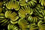 La Banane, Fruit Préféré des Français : Prix, Production et Impact sur la Santé